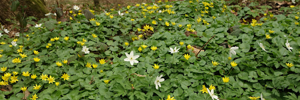 Scharbockskraut und Buschwindröschen bei Galmutshöfen