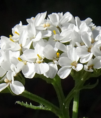 achillea millefolium