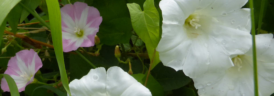 Größenvergleich Ackerwinde Zaunwinde