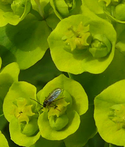 euphorbia cyparissias