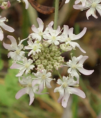 heracleum sphondylium