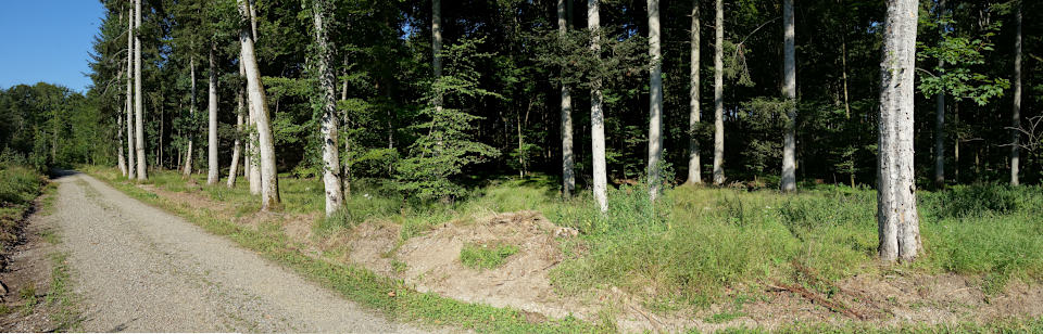 Weißtannen im Herrschaftsholz