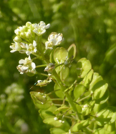 lepidium virginicum