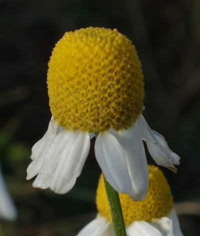 matricaria chamomilla