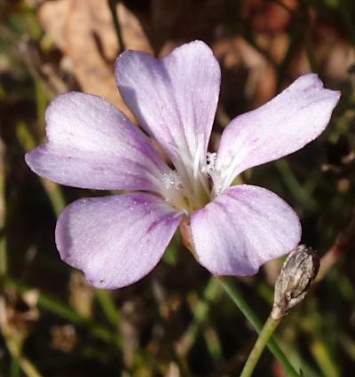 petrorhagia saxifraga