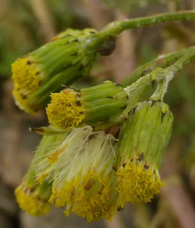 senecio vulgaris