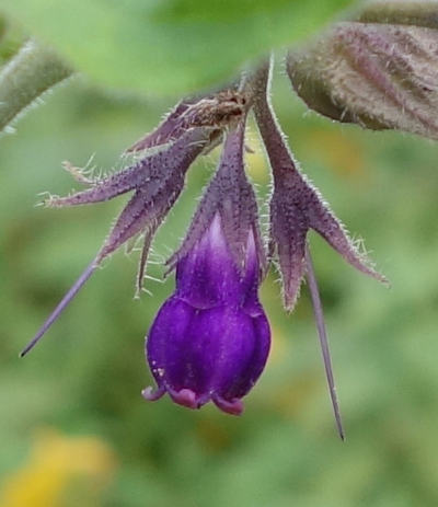 symphytum officinale