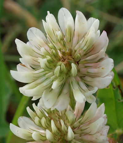 trifolium repens